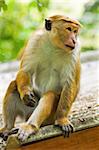 Singe macaque de toque, nommé pour ses cheveux, extinction, Royal Botanic Gardens, Peradeniya, Kandy, Sri Lanka, Asie