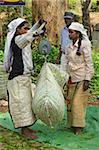 Plantation Tamil women weighing prized Uva tea in the Namunukula Mountains near Ella, Central Highlands, Sri Lanka, Asia