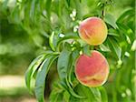 Peaches on Tree Branches, Hipple Farms, Beamsville, Ontario, Canada