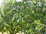 Plum Trees in Orchard, Hipple Farms, Beamsville, Ontario, Canada