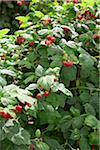 Framboises buissons, Barrie Hill Farms, Barrie, Ontario, Canada