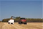 La récolte de l'avoine, Starbuck, Manitoba, Canada