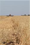 Harvesting Oats, Starbuck, Manitoba, Canada