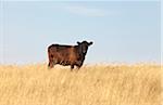 Beef Cow Standing in Field, Pincher Creek, Alberta, Canada