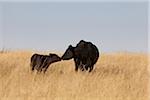 Schwarze Rinder, Kuh und Kalb, stehend im Feld, Pincher Creek, Alberta, Kanada