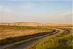 Gravel Road through Hay Fields, Pincher Creek, Alberta, Canada