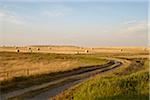 Route de gravier à travers des champs de foin, Pincher Creek, Alberta, Canada