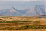 Hay Bales in Fields, Rocky Mountains in Distance, Pincher Creek, Alberta, Canada