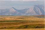 Bottes de foin dans les champs, les montagnes Rocheuses en Distance, Pincher Creek, Alberta, Canada