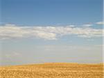 Wheat Field ready for Harvest, Pincher Creek, Alberta, Canada