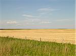 Champ de blé prêt pour la récolte, Pincher Creek, Alberta, Canada