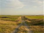 Route de gravier à travers les champs de Canola et de fermes, Pincher Creek, Alberta, Canada