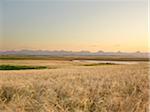 Weizenfeld bereit für Ernte, Rocky Mountains in Ferne, Pincher Creek, Alberta, Kanada