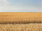 Partially Harvested Wheat Field, Pincher Creek, Alberta, Canada