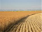 Partially Harvested Wheat Field, Rocky Mountains in Distance, Pincher Creek, Alberta, Canada