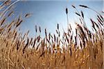 Close-up of Ripened Wheat Stalks in Field against Sunlight, Pincher Creek, Alberta, Canada