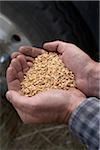 Caucasian männlich Farmer Hände halten geernteten Körner von Weizen, Pincher Creek, Alberta, Kanada