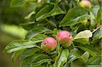 Pommes sur l'arbre, Fribourg, Bade-Wurtemberg, Allemagne