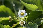 Nahaufnahme der Erdbeere Blüte, DeVries Farm, Fenwick, Ontario, Kanada