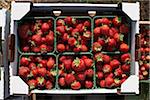 Geerntete Erdbeeren, DeVries Farm, Fenwick, Ontario, Kanada