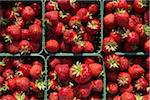 Harvested Strawberries, DeVries Farm, Fenwick, Ontario, Canada