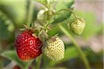 Ripe Strawberry on Vine, DeVries Farm, Fenwick, Ontario, Canada