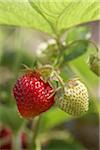 Ripe Strawberry on Vine, DeVries Farm, Fenwick, Ontario, Canada