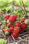 Reife Erdbeeren Pflanzen, DeVries Farm, Fenwick, Ontario, Kanada