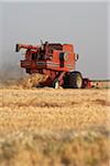 Axial-Flow Combine Harvesting Wheat in Field, Starbuck, Manitoba, Canada