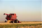 Axial-Flow Combines Harvesting Wheat in Field, Starbuck, Manitoba, Canada