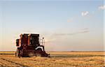 Axial-Flow Combines Harvesting Wheat in Field, Starbuck, Manitoba, Canada