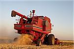 Axial-Flow combine la récolte de blé dans le champ, Starbuck, Manitoba, Canada