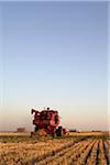 Axial-Flow Combines Harvesting Wheat in Field, Starbuck, Manitoba, Canada