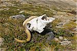 Musk Ox Skull, Nordbugten, Nordvestfjorden, Scoresby Sund, Greenland