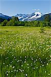 Scenic view of Cotton Grass in Brotherhood Meadow in the Mendenhall Valley, Mendenhall Glacier and Towers beyond in the distance,Juneau, Southeast Alaska, Summer