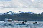 Touristes sur un bateau d'excursion regarder les baleines à bosse Aroyan au phare de recul, Inside Passage, sud-est de l'Alaska, l'été