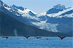 Zusammensetzung: Pod der Buckelwale Fluking wie sie ernähren sich in der Nähe von Eagle Beach mit Herbert Glacier und Coast Range im Hintergrund, Inside Passage, Southeast Alaska, Sommer