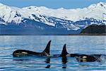 COMPOSITE: Family of Killer whales surface in Lynn Canal near Juneau with Chilkat Mountains in the background, Southeast Alaska, Summer