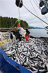 Les pêcheurs commerciaux senne travaillent sur le pont couvert de saumons roses et kéta, détroit de Chatham, île de l'Amirauté, sud-est de l'Alaska (unité de gestion 12)