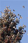 A flock of Bohemian Waxwings perch in a Spruce tree in Anchorage, Southcentral Alaska, Winter