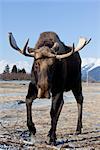 CAPTIVE: Close up of a bull moose on frozen snowcovered ground, Alaska Wildlife Conservation Center, Southcentral Alaska, Winter