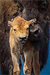 CAPTIVE : Gros plan d'un nouveau-né Bison des bois veau et mère, Alaska, Conservatiion Wildlife Center, Centre-Sud Alaska, été