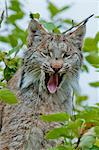 Lynx yawns with full teeth and tongue sticking out, Denali National Park & Preserve, Interior Alaska, Summer