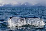 Baleine à bosse Aroyan avec de l'eau en cascade de la queue avec snowcappped montagnes Chugach en arrière-plan, Prince William Sound, centre-sud de l'Alaska, printemps