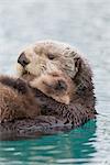 Female Sea otter holding newborn pup out of water, Prince William Sound, Southcentral Alaska, Winter