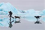 Man ice skating at Sheridan Glacier with two dogs reflecting in thin layer of water on ice and icebergs in the background, Cordova, Southcentral Alaska, Winter