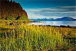 Scenic evening view of coastal grasses and Bartlett Cove, Glacier Bay National Park & Preserve, Southeast Alaska, Summer