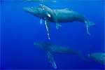 Vue sous-marine de la baleine à bosse vache et veau nager dans l'océan Pacifique et poursuivi par les mâles au cours de la saison de reproduction, Big Island, Kona, Hawaii