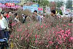 Chinese New Year flower market, Causeway Bay, Hong Kong