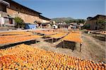Making dried persimmons at courtyard of Tulou Shizelou, Gaobei village, Yongding, Fujian, China
